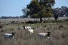 'West Tarrawonga' 56 Donnelly Road, EUMUNGERIE NSW 2822-Image