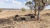 'Windermere' 5518 Golden Highway, Merriwa, NSW 2329-Image