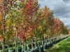 'Winter Hill' 2233 Canyonleigh Road, Canyonleigh, NSW 2577-Image