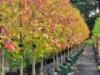 'Winter Hill' 2233 Canyonleigh Road, Canyonleigh, NSW 2577-Image