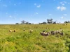 'Woolshed' Kelly Road, Undalya, SA 5451-Image