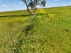 'Woolshed' Kelly Road, Undalya, SA 5451-Image