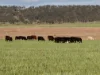 "Yallambee" 92 Yallambee Road, Cassilis, NSW 2329-Image
