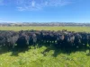 "Yallambee" 92 Yallambee Road, Cassilis, NSW 2329-Image