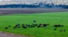 "Yallambee" 92 Yallambee Road, Cassilis, NSW 2329-Image