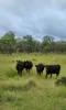 0 Hazeldene Road, Thane QLD 4370-Image