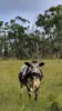 0 Hazeldene Road, Thane QLD 4370-Image