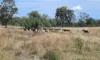 0 Hazeldene Road, Thane QLD 4370-Image