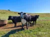 00 Dudfields Road, Mount Hicks, Tas 7325-Image