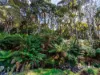 00 Dudfields Road, Mount Hicks, Tas 7325-Image