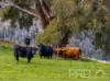 1-65 Forsters Road, Batlow, NSW 2730-Image