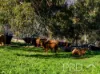 1-65 Forsters Road, Batlow, NSW 2730-Image