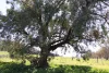 1 Yarrangong Road, Forbes, NSW 2871-Image