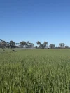 10 Noakes Road, Forbes, NSW 2871-Image