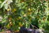 103 Longbottom Road, Robe, SA 5276-Image