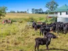 1050 Afterlee Road, Eden Creek, NSW 2474-Image
