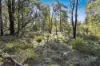 1060 Creewah Road, Creewah, NSW 2631-Image