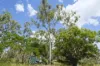 1069 Gin Gin - Mount Perry Road, Moolboolaman, Qld 4671-Image