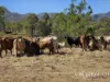 1074 Springmount Road, Mutchilba, Qld 4872-Image