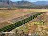 1074 Springmount Road, Mutchilba, Qld 4872-Image