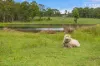 11 James Lane, Sawyers Gully, NSW 2326-Image