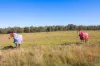 11, Range Road, Singleton, NSW 2330-Image