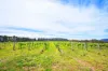 1149 Charleys Forest, Braidwood, NSW 2622-Image