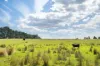 1149 Charleys Forest, Braidwood, NSW 2622-Image