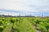 1149 Charleys Forest, Braidwood, NSW 2622-Image