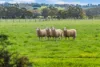 117 Angle Road, Rochford, Vic 3442-Image