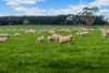 117 Angle Road, Rochford, Vic 3442-Image