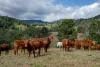 119 Perrys Road, Kidaman Creek QLD 4574-Image