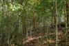 119 Perrys Road, Kidaman Creek QLD 4574-Image