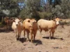 1201 Bundalba Road, Goovigen QLD 4702-Image