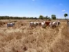 1201 Bundalba Road, Goovigen QLD 4702-Image