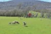 121 Ceres Road, Mount Seymour, Tas 7120-Image