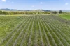 122 Bluebell Lane, Murrumbateman, NSW 2582-Image