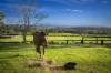 1266 George Downes Drive, Kulnura, NSW 2250-Image