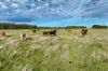 132 Depot Road, Terang, Vic 3264-Image