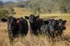 1333 Waukivory Road, Waukivory VIA, Gloucester NSW 2422-Image