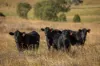 1333 Waukivory Road, Waukivory VIA, Gloucester NSW 2422-Image