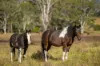 1333 Waukivory Road, Waukivory VIA, Gloucester NSW 2422-Image