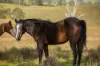 1333 Waukivory Road, Waukivory VIA, Gloucester NSW 2422-Image