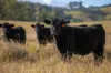 1333 Waukivory Road, Waukivory VIA, Gloucester NSW 2422-Image