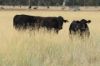 13724 Mitchell -, St George QLD 4487-Image