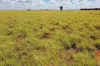 13724 Mitchell -, St George QLD 4487-Image