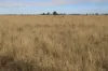 13724 Mitchell -, St George QLD 4487-Image