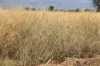 13724 Mitchell -, St George QLD 4487-Image