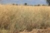 13724 Mitchell -, St George QLD 4487-Image