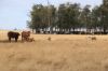 13724 Mitchell -, St George QLD 4487-Image